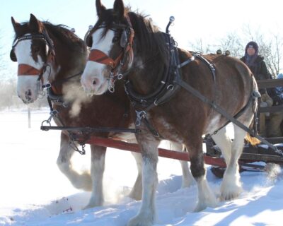Horse Drawn Sleigh Rides at the Farm, December 14th