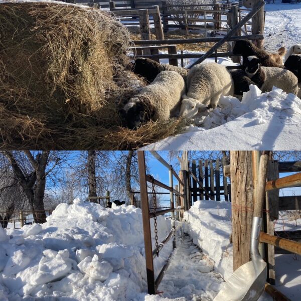 Split picture: Sheep in snow on the top and a farm gate stuck in snow on the bottom.